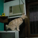 Cat jump fail