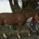 Girl horse riding fail