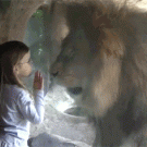 Little girl vs. lion at the zoo