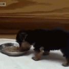 Puppy has head balancing problems while eating