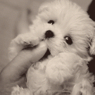 Cute Bichon Frise puppy