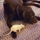 Rat fights dog for food