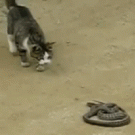 Cat vs. snake