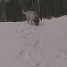 Dogs sliding on snow