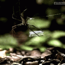 Spider catches cricket with web using its legs