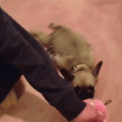 Puppy gets dragged on the carpet