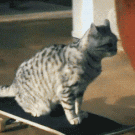 Cat uses skateboard