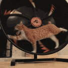 Cat hamster wheel