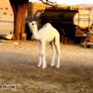 An extra camel appears