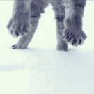Cat lands in the snow