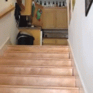 Dog comes down the stairs
