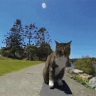 Skateboarding cat jumps over dog