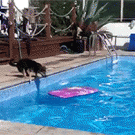 Dog surfs across pool