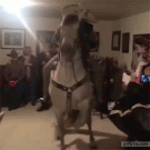 Dancing on horse in living room
