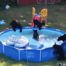 Bear cubs having a backyard pool party