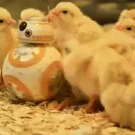 Chicks having fun with BB-8