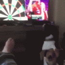 Dog tries to fetch darts thrown on TV