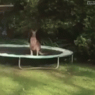 Kangaroo jumps off trampoline