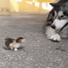 Tiny kitten makes its way