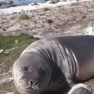 Elephant seal rolls down hill