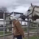Horse reacts to woman in unicorn mask