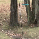 Squirrel jumps on slinky