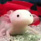 Axolotl delayed reaction while eating