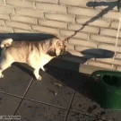 Pug drinks from shadow