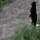 Bear walking upright