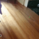 Cat laser bowling