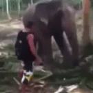 Elephant hits man