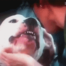Dog bites anchorwoman on live tv
