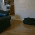 Dog slips and falls while running