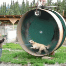 Alaskan Husky on a hamster wheel