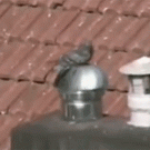 Spinning pigeon