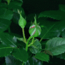 Time-lapse rose blooming 