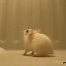 Hamster doing back flips