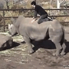 Rhino rodeo ride