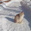 Cat catches snow ball