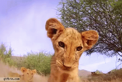 Lion Cub Roars At Camera | Best Funny Gifs Updated Daily