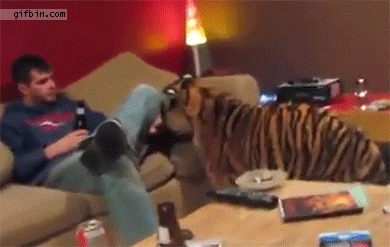 Tiger Gets On The Couch And Cuddles With Guy | Best Funny Gifs Updated Daily