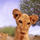 Lion cub roars at camera