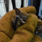 Angry captured bat