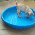 Labrador puppy tips paddling pool over himself