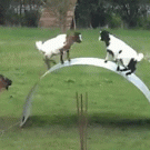 Goats playing on flexible sheet of steel