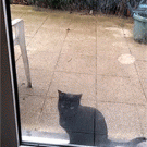 Cat wants to come in
