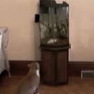 Cat vs. aquarium