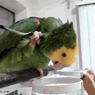 Parrot uses own feather to scratch itself