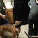 Dog protects pregnant woman's belly