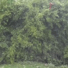 Dog jumps into bush